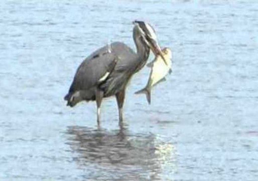 Great Blue Heron Eats Huge Fish