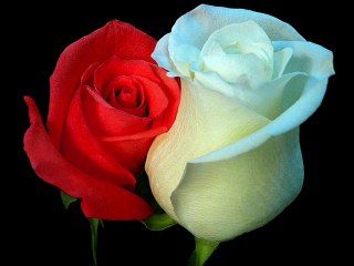 Ecel Olsun Bana Senden Başkası