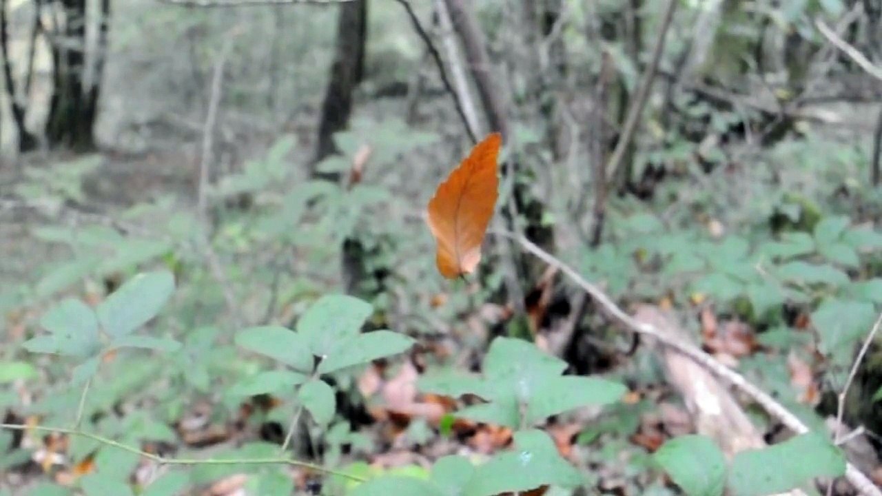 Voodoo Blues DELUXE part2 - Bad luck day