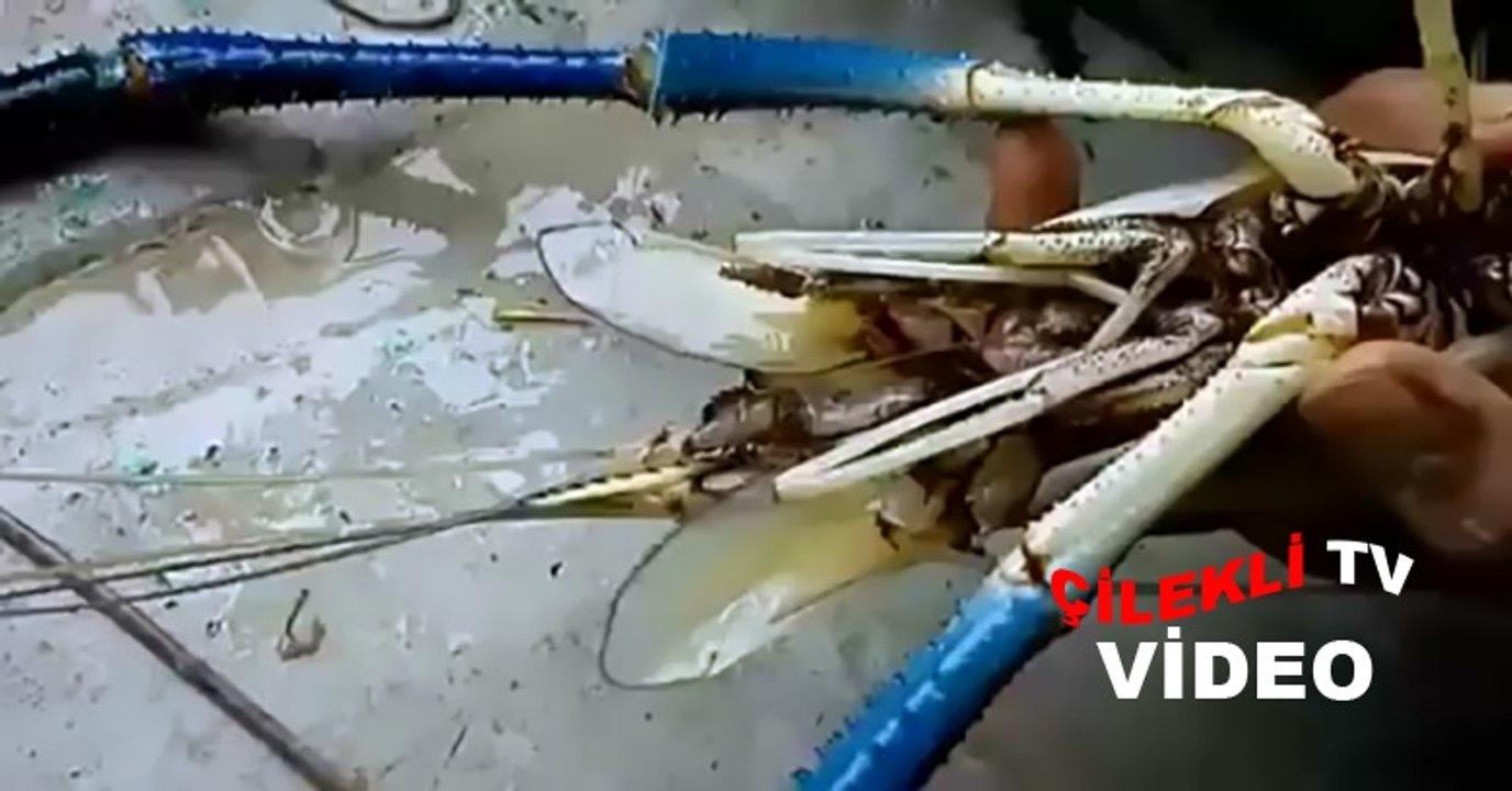 Tatlı Su Karidesi Nasıl Avlanır?