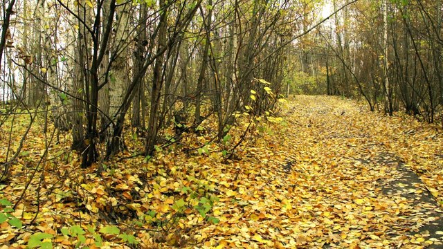 Золотая осень