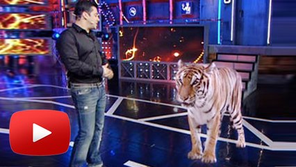 Tiger On Sets Of Salman Khan’s Bigg Boss 8 - WATCH