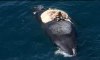 Aussie Surfs Whale Carcass As Sharks Circle