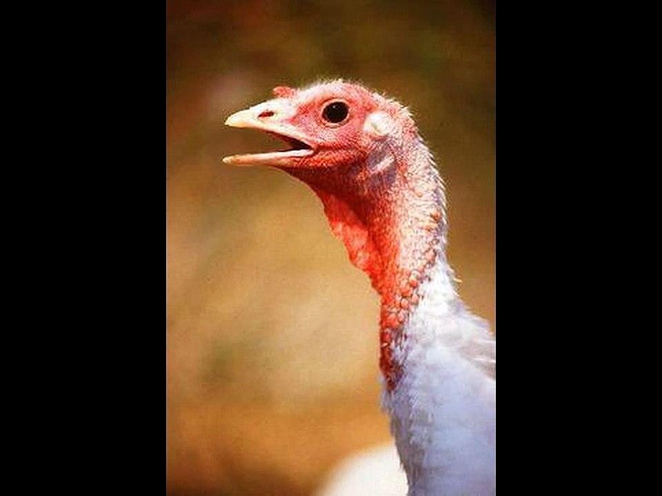 La souffrance des Dindes dans les élevages