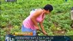 Nicaragua apoya a campesinos con Plan Nacional de Semillas Criollas