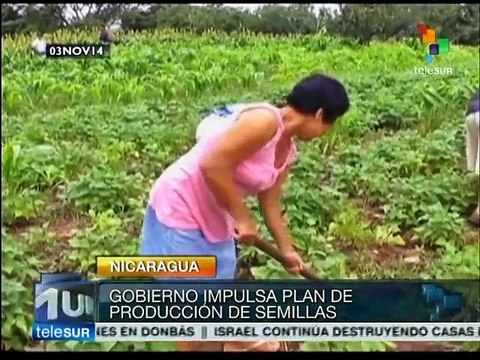 Nicaragua apoya a campesinos con Plan Nacional de Semillas Criollas