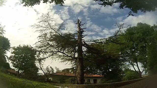 ACCIDENT L'envol du bûcheron et chute d'arbre VIOLENTE