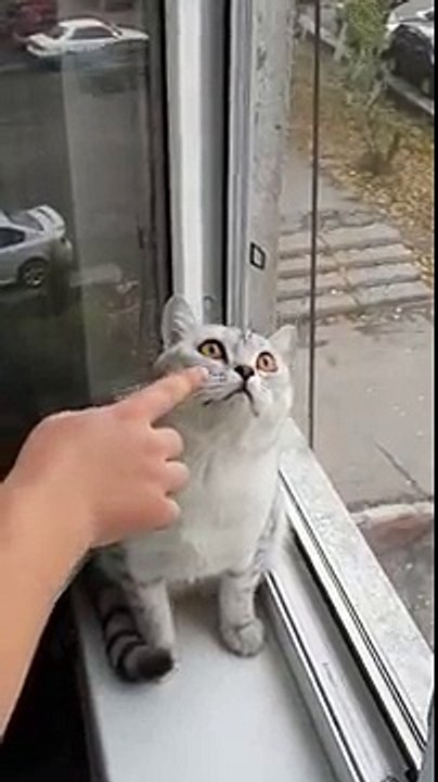 Focused kitty is focused