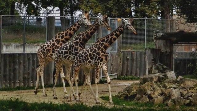 Рижский зоопарк ( часть 3 )