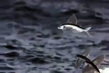 flying fish v amazing............
