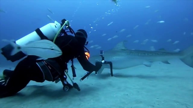 FOU : Nager avec les requins