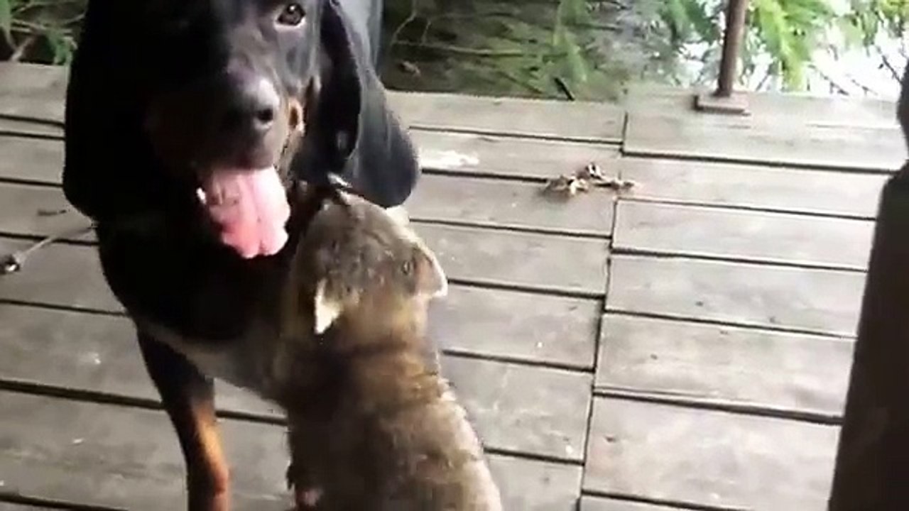 Un chien et un raton laveur s'amusent ensemble