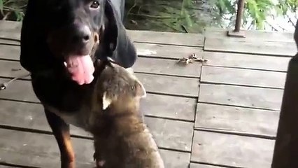 Un chien et un raton laveur s'amusent ensemble
