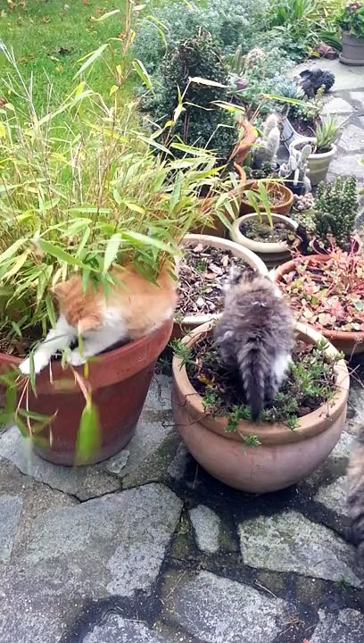 Chatons - King of the bamboo