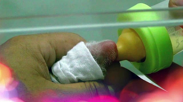 Pandas trillizos cumplen 100 días