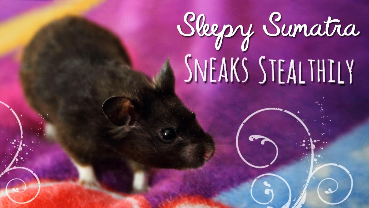 Sleepy Sumatra Sneaks Stealthily!