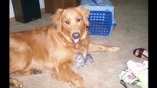 Dogs loves Cats Video Funny