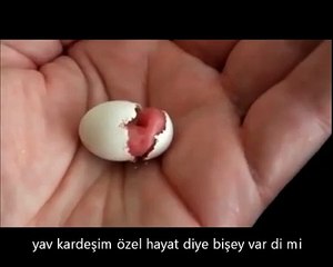 Kuşun yumurtadan çıkış anı, alt yazılı..