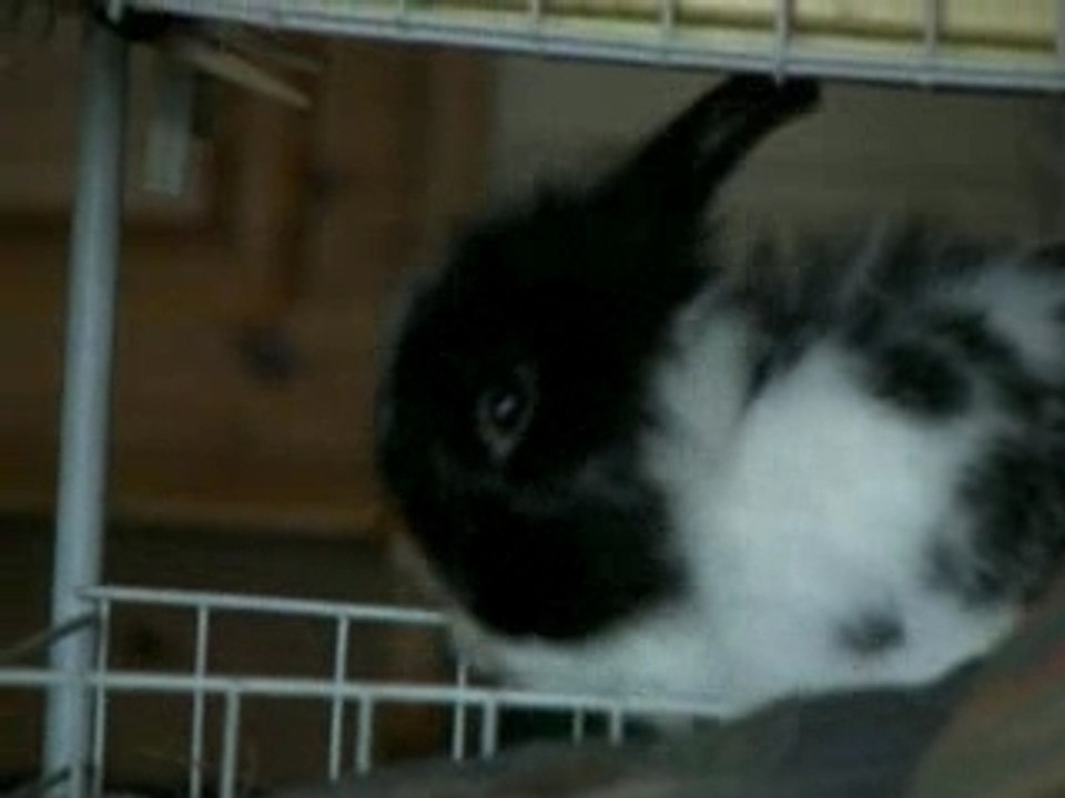 TOILETTE DE LAPIN