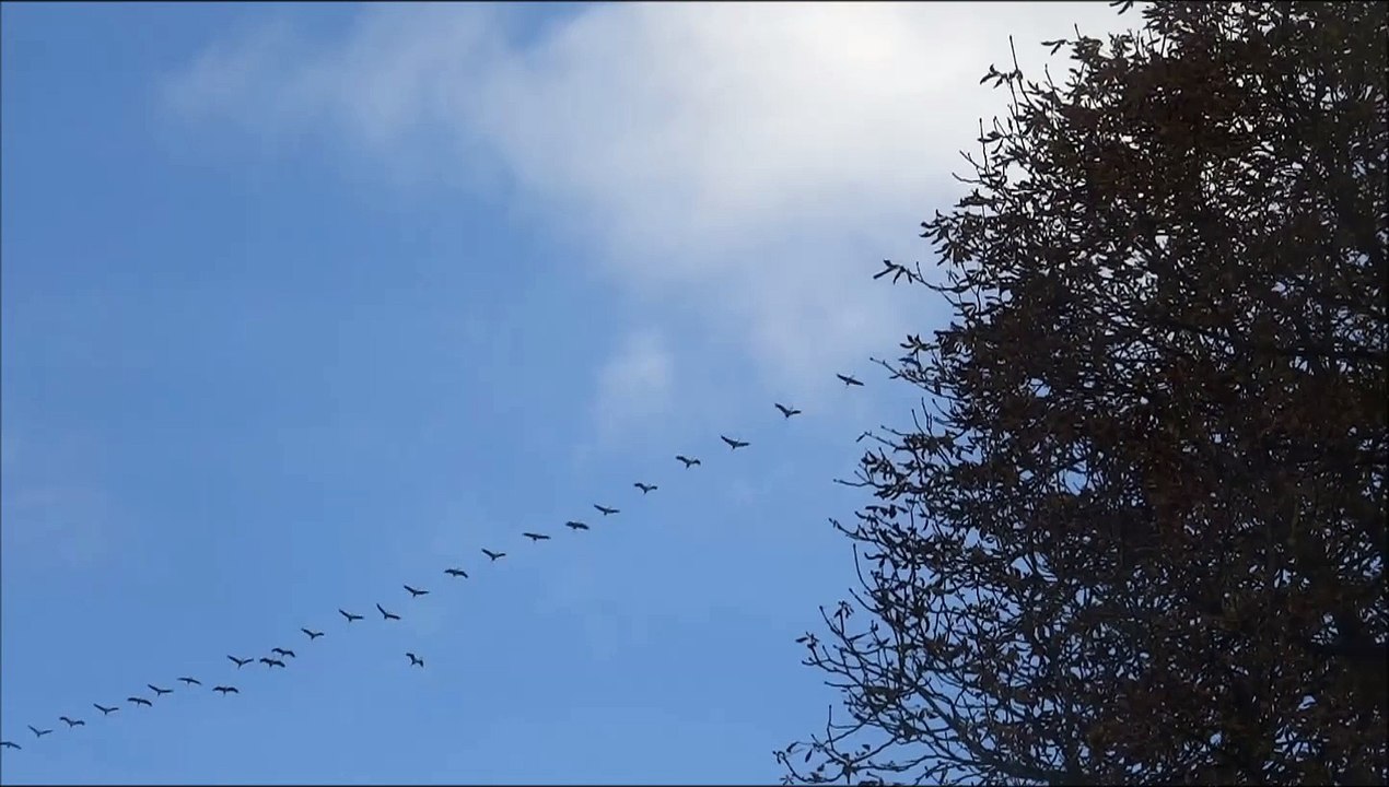Arrivée des grues cendrées en Lorraine