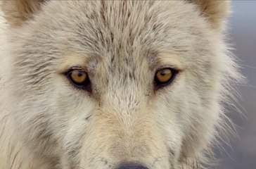 Grizzly - Extrait (3) VF