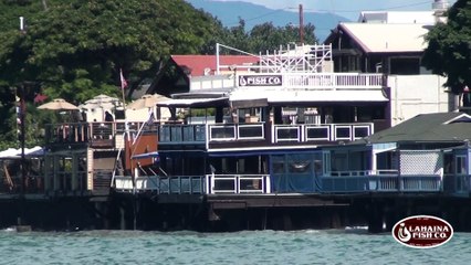 Lahaina Fish Co. Surfing