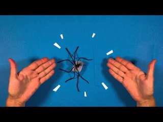 BayaM - Activités : Comment faire une araignée des glaces ?