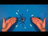 BayaM - Activités : Comment faire une araignée des glaces ?