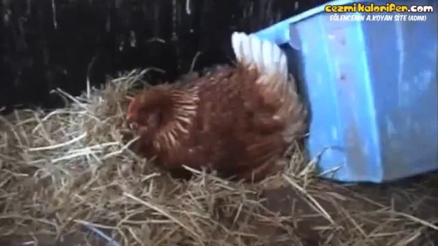 Kedi Yavrularını Kendi Evladı Gibi Gören Tavuk