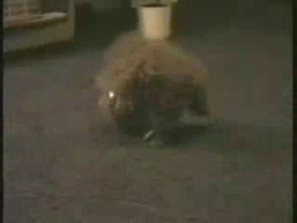 DavidCopperfield_sCat[1]