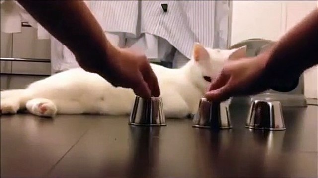 Very Intelligent Cat Unbelieveable