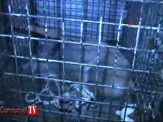 Boğazı yüzerek geçen domuz yalıya çıktı