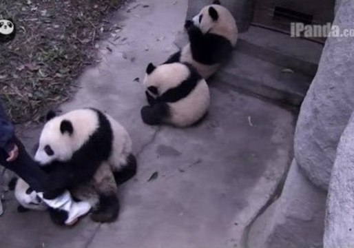 Playful Pandas Create Mischief for Their Keeper