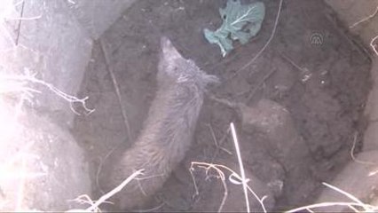 Kuyuya Düşen Domuz Yavrusunu Afad Kurtardı