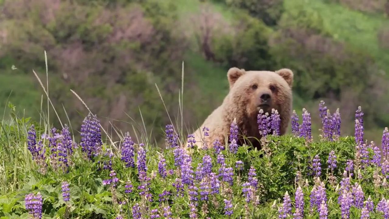 Grizzly de Alastair Fothergill, Keith Scholey - Bande-annonce