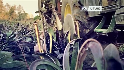 AGRICOLTURA E RICAMBIO GENERAZIONALE