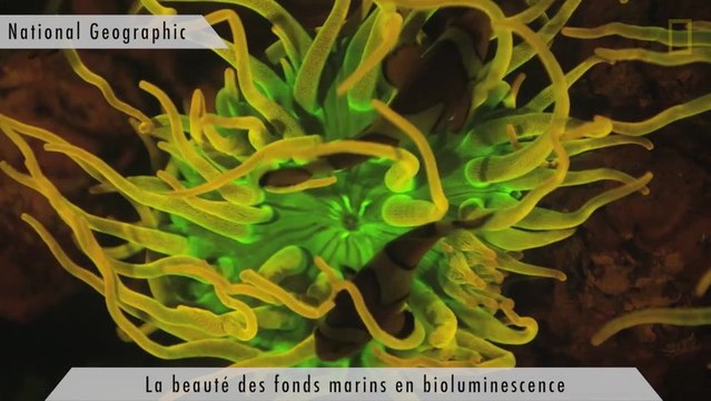 Zapping : chef d'orchestre wifi, détecteur de veines et chute sous vide