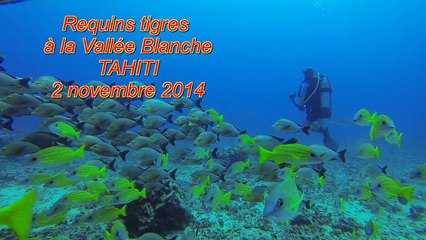 Requins tigres à la vallée blanche le 2 novembre 2014 hd 1