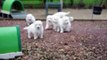 Berger Blanc suisse - socialisation des chiots