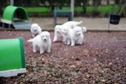 Berger Blanc suisse - socialisation des chiots