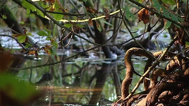 Blarney Castle allthingsirish tv