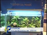 PTL GROUP - APRIRE FRANCHISING - FISH OK - FRANCHISING ARREDO NATURA E BIO ACQUARI