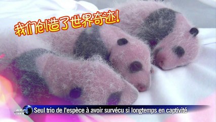 Chine: les triplés pandas fêtent leurs cent jours d'existence