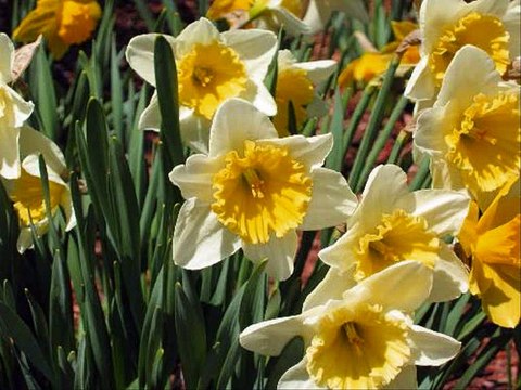 Yine mi Çiçek - Sezen Aksu - Ben