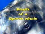 Colin Ian Jeffery - DEATH OF A SPERM WHALE