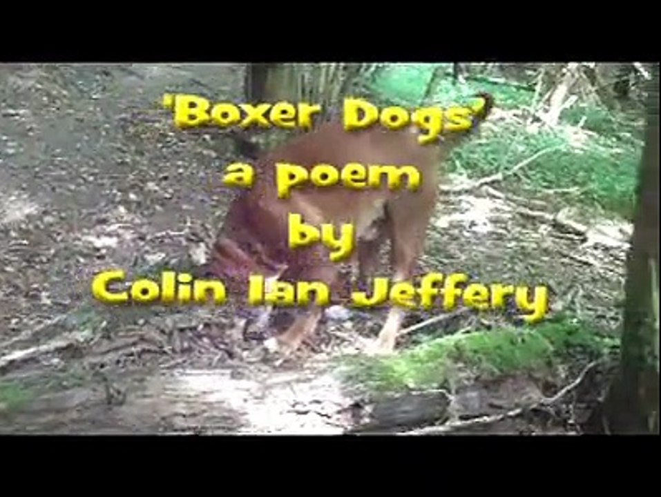 Colin Ian Jeffery - BOXER DOGS