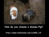 Guinea Pig Care Secrets