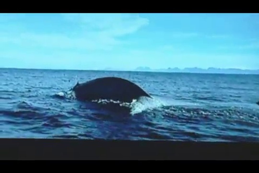 Jean-Jacques Raybaud : L'OCEAN 2014