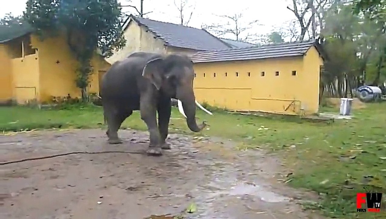 FAILS WORLD - Elephant attack tourist