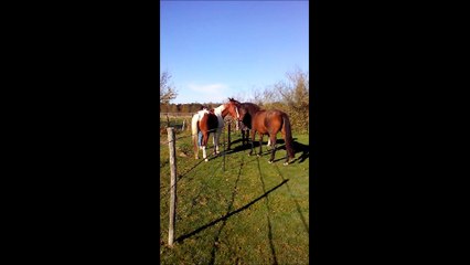 05.11.2014.zd.leila.amour